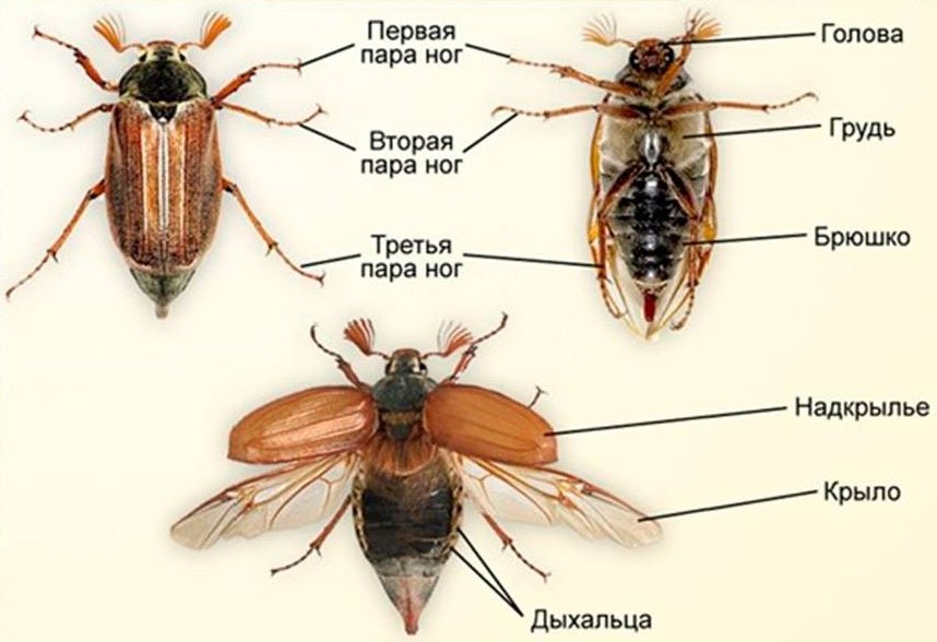 Как растет майский жук схема