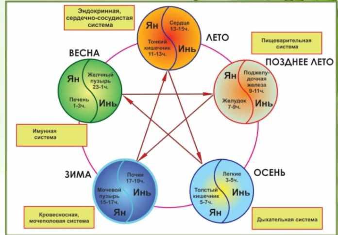 Схема здоровья у син