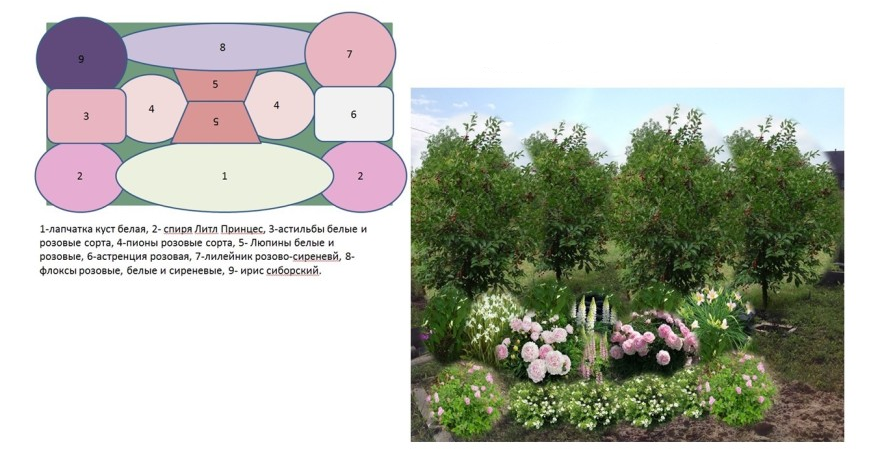 Красивые клумбы с пионами готовые схемы